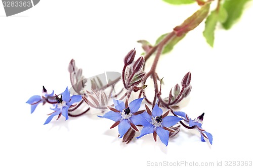 Image of delicious blue Borage