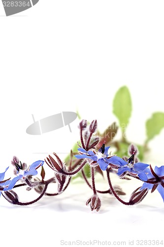 Image of fresh natural blue Borage