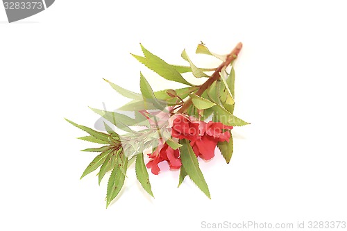 Image of red Balsam