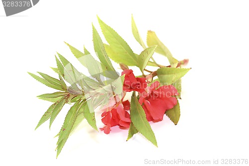 Image of healthy red Balsam