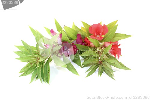 Image of fresh red and purple Balsam