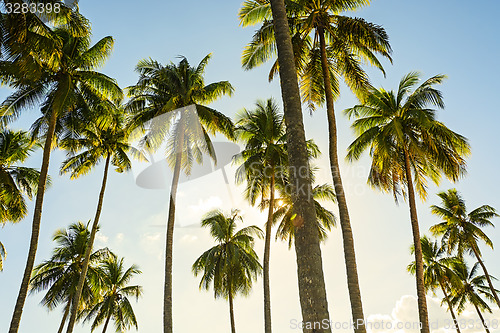 Image of Towering Coconut Trees