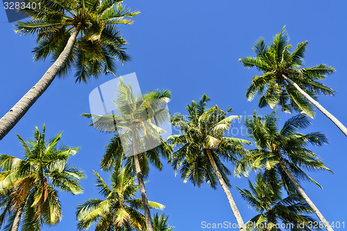 Image of Towering Coconut Trees