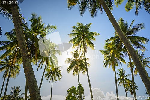 Image of Sunrise Towering Trees