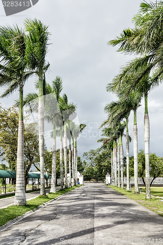 Image of Palm Lined Road