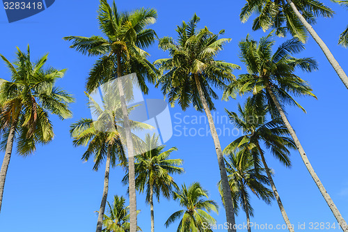 Image of Towering Coconut Trees