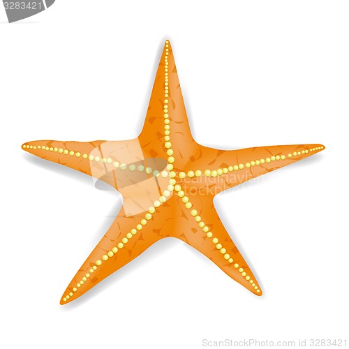 Image of Starfish