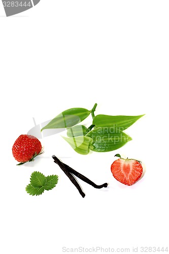 Image of green Vanilla leaves with strawberries