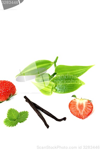 Image of Vanilla leaves with red strawberries