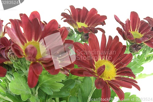 Image of Chrysanthemums