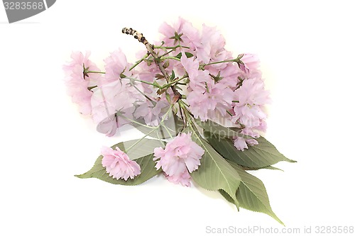 Image of japanese cherry blossoms