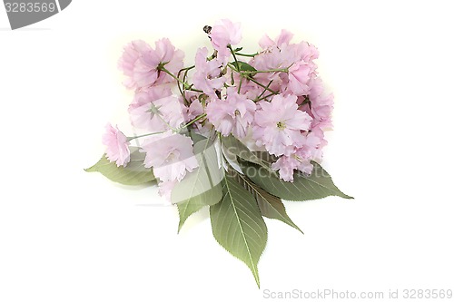 Image of branch of japanese cherry blossom