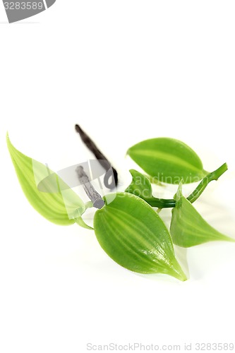 Image of Vanilla sticks with vanilla leaves