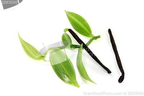 Image of Vanilla sticks with green vanilla leaves