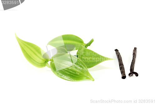 Image of dark Vanilla sticks with vanilla leaves