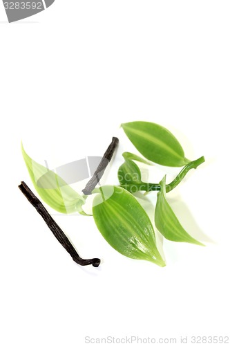 Image of dark Vanilla sticks with green vanilla leaves