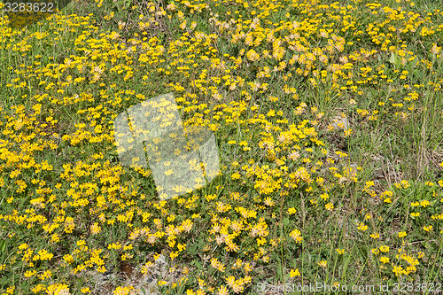 Image of meadow with yellow flowers