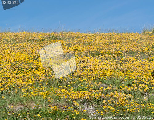 Image of meadow with yellow flowers