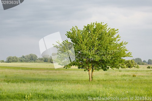 Image of Green tree on a field