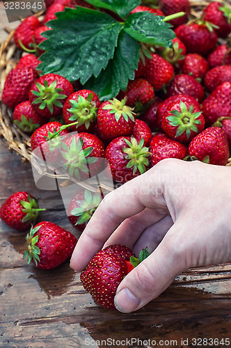 Image of summer harvest of strawberries