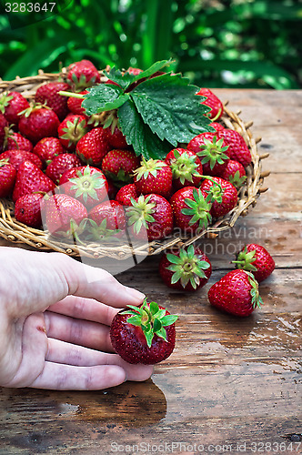 Image of summer harvest of strawberries