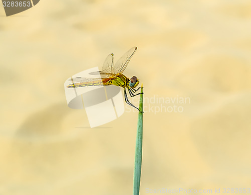 Image of Dragonfly