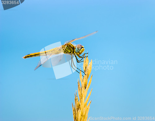 Image of Dragonfly