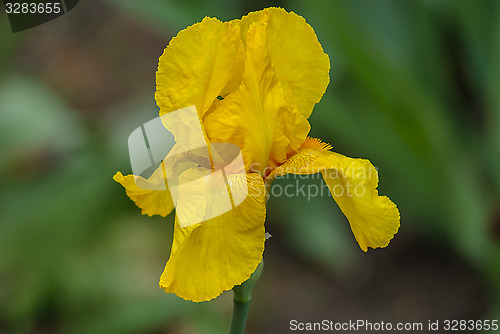 Image of Flower yellow iris
