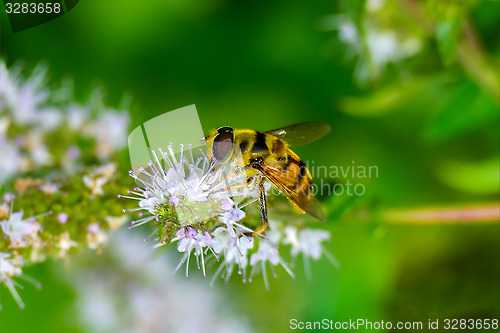 Image of Syrphid flies