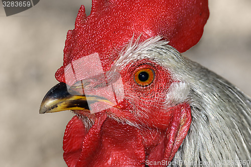 Image of The head of a cock