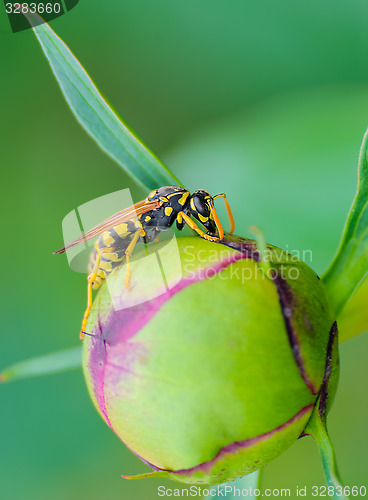 Image of Wasp 