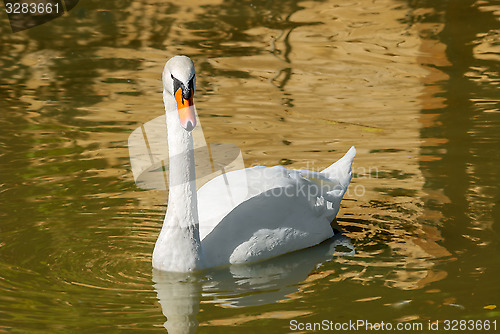 Image of White swan