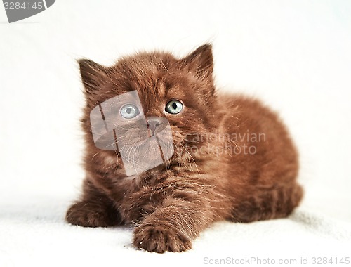 Image of British long hair kitten