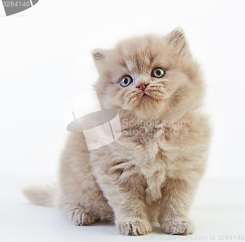 Image of british long hair kitten