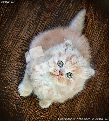 Image of british long hair kitten
