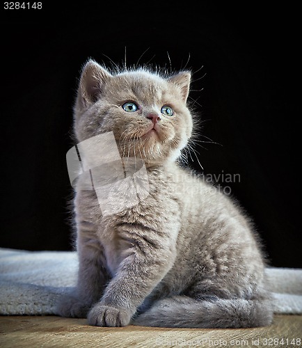 Image of portrait of british short hair kitten