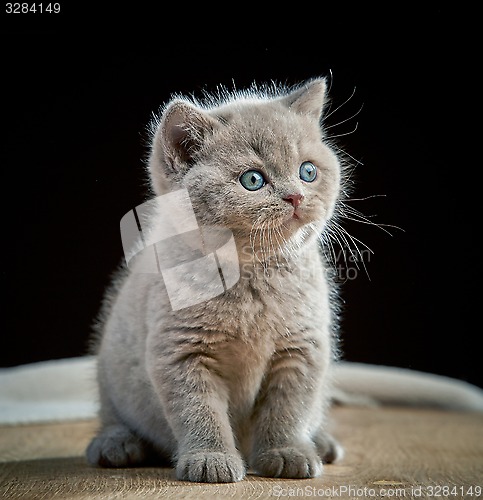 Image of portrait of british short hair kitten