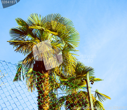 Image of Retro look Palm tree