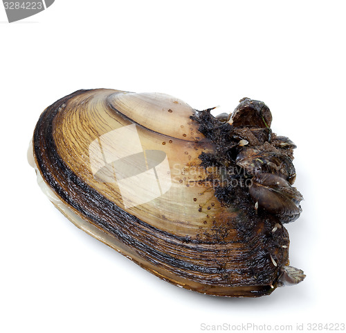 Image of Anodonta (river mussels) overgrown on white background