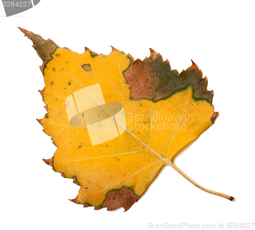 Image of Yellowed autumn leaf of birch