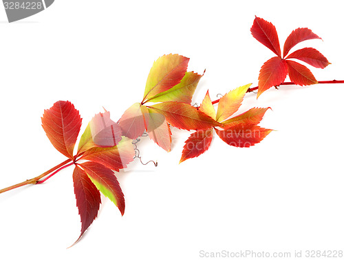 Image of Red autumn twig of grapes leaves 