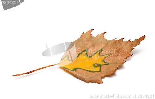 Image of Autumn birch leaf on white background