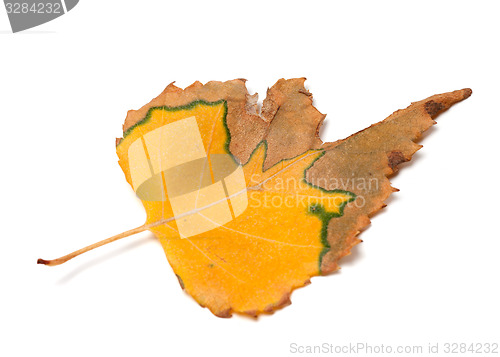 Image of Autumn dried leaf of birch