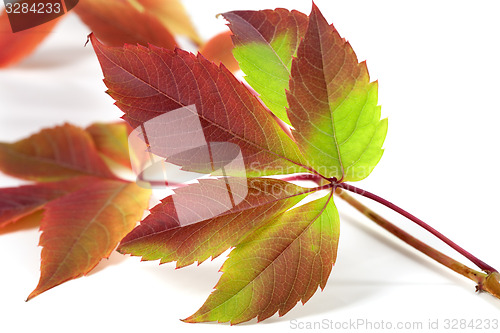 Image of Multicolor autumnal grapes leaves (Parthenocissus quinquefolia f