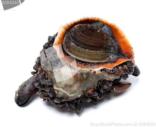 Image of Veined rapa whelk covered with small mussels