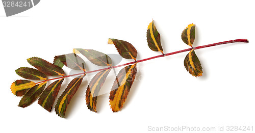 Image of Multicolor leaves of rowan