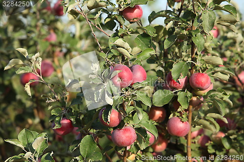 Image of red apples on branches