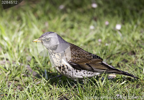 Image of Small bird on grass