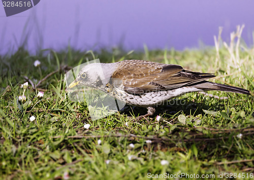 Image of Small bird on grass