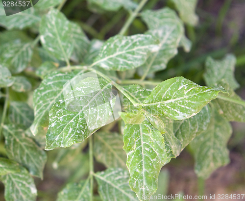 Image of dirty leaves